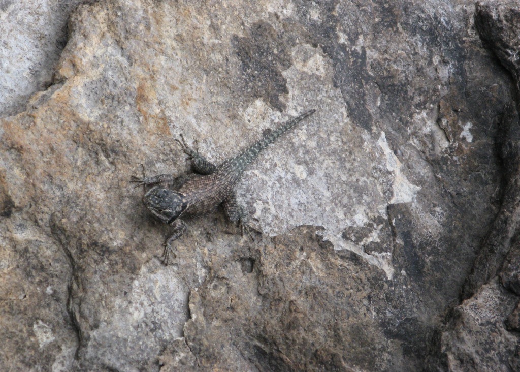 Rock Lizard 1